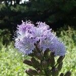 Lactuca alpina Flower