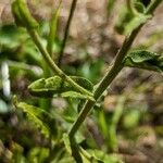 Pseudognaphalium californicum Leaf