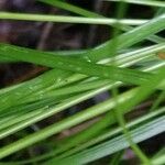 Carex remota 葉