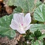 Malva neglecta Fula