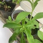 Stevia rebaudiana Ліст