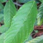 Leea guineensis Leaf