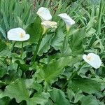 Zantedeschia aethiopica Агульны выгляд