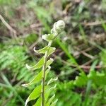 Polystichum acrostichoides Leaf