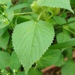 Acalypha alopecuroidea Blatt