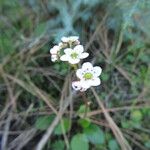 Micranthes californica Habit