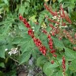 Rumex thyrsoidesFlower