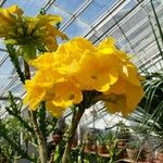 Uncarina ihlenfeldtiana Flower