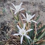 Pancratium maritimumFlower