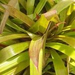 Guzmania lingulata পাতা