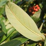 Cotoneaster frigidus Blatt