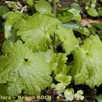 Primula matthioli List