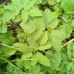 Aegopodium podagraria Leaf