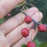 Crataegus azarolus Frucht