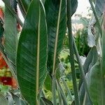 Ravenala madagascariensis Folha