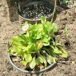 Bellis annua Flors