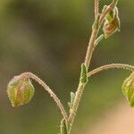 Fumana thymifolia Flor