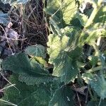 Salvia argentea Fuelha
