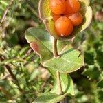 Lonicera implexa Fruit