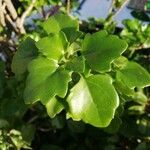 Senecio angulatusLeaf