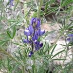 Lupinus angustifolius Virág