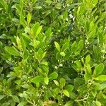 Ilex glabra Yaprak