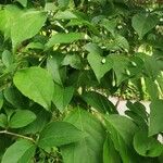 Styrax japonicus Ліст