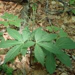 Cardamine pentaphyllos পাতা