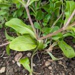 Valeriana locusta Hoja