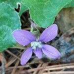 Viola × melissifolia Flower