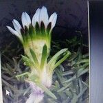 Werneria pygmaea Flower