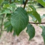 Prunus brigantinaFeuille