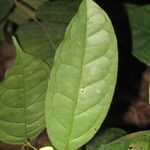Diospyros bipindensis Hoja