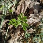 Vicia hybridaبرگ