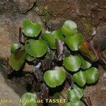 Adiantum reniforme Хабит