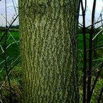 Fraxinus latifolia Bark