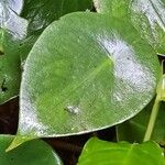 Peperomia peltilimba Hoja