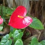 Anthurium scherzerianumÇiçek