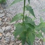 Campanula rapunculoides 葉