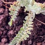 Astragalus stella Leaf