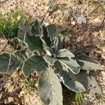 Verbascum boerhavii Feuille