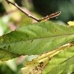 Acalypha integrifolia 葉