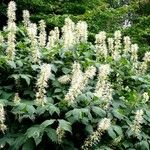 Aesculus parviflora Hábito