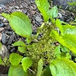 Pilea pumila Žiedas