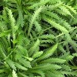 Achillea alpina Blatt