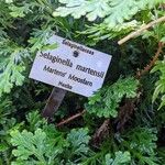 Selaginella martensii Levél