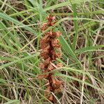 Orobanche elatior आदत