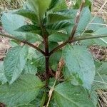 Bidens pilosa Bark