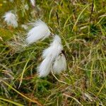 Eriophorum angustifolium叶