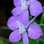 Delphinium consolida Fiore